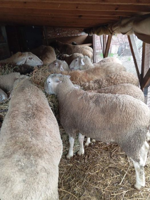 Продавам млад коч