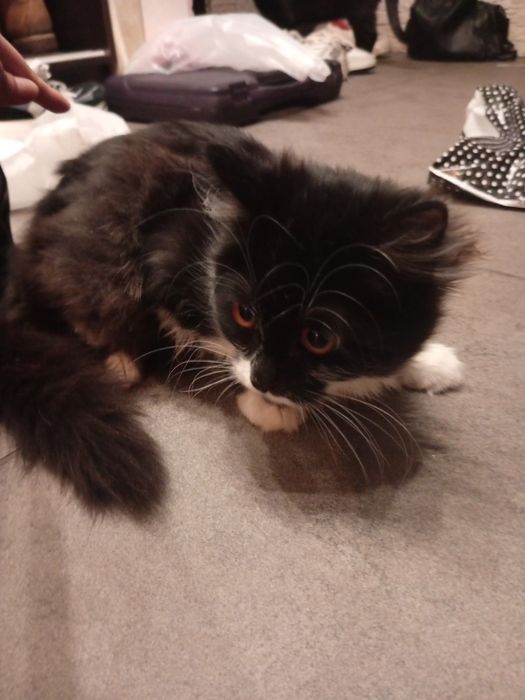 котенок девочка.