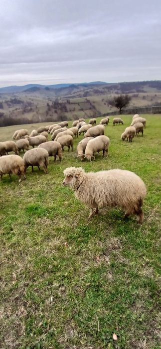Vând 50 de oi tinere