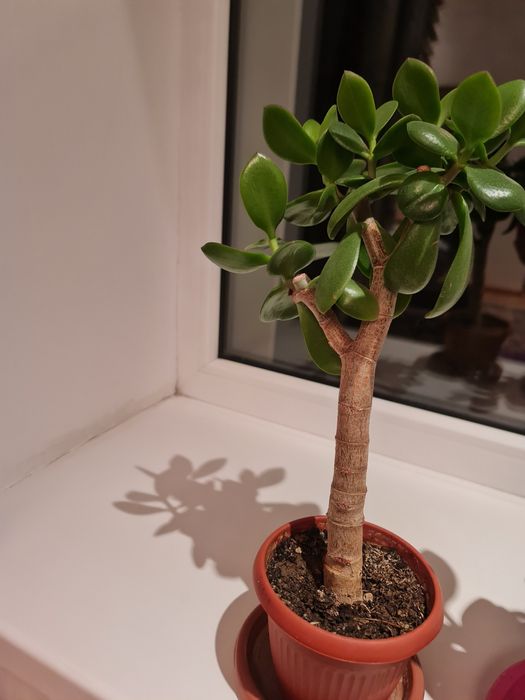 Денеж.дерево очень красивые комнатные цветы.