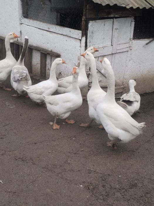 Gaste pentru sacrificare