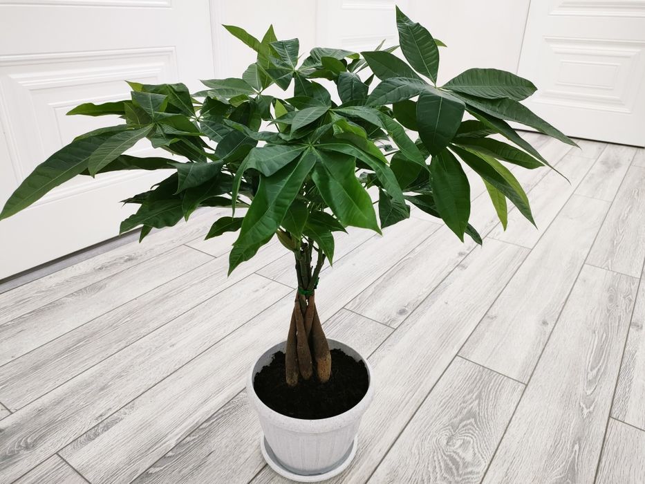 Комнатные цветы. Доставка