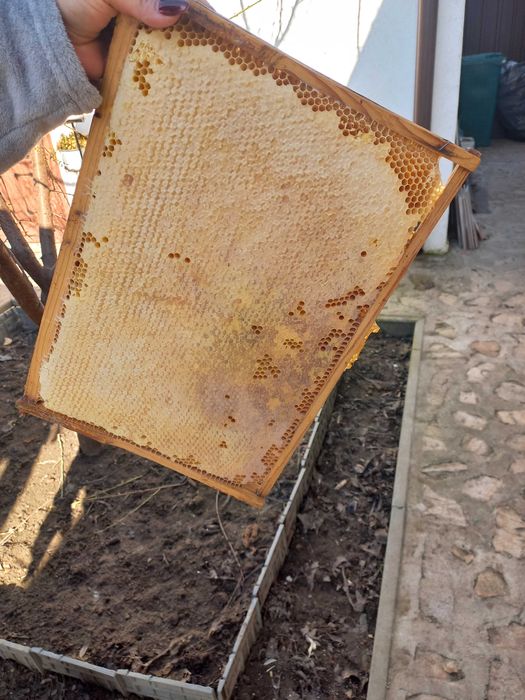 Rame cu miere de albine