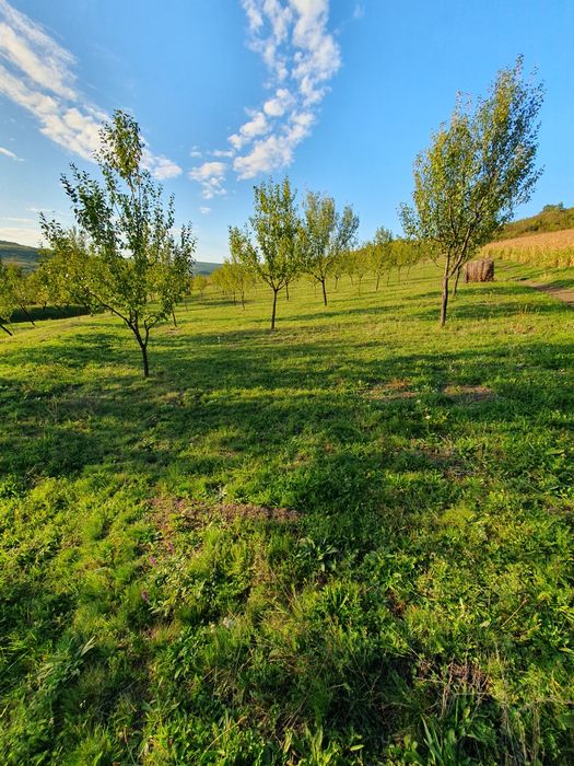 Livada de pomi tineri