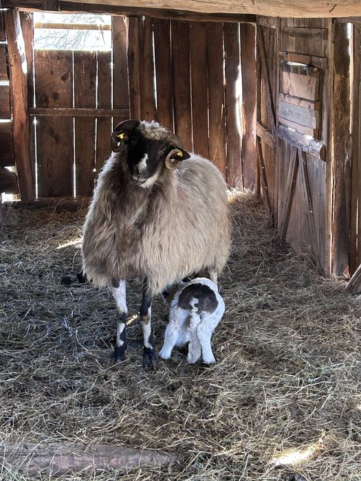 Disponibila oaie cu miel