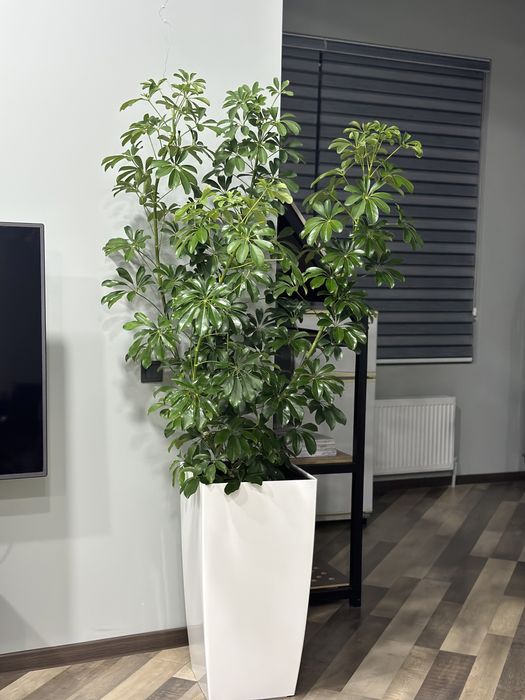 Скидка! Gul + tuvak растения + горшок