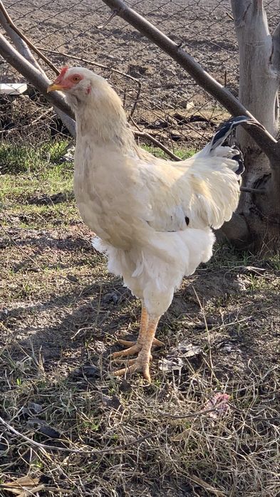 4 ta sogʻlom xoʻroz sotiladi