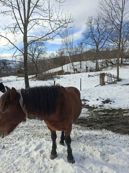 Armasar de vinzare 5 ani