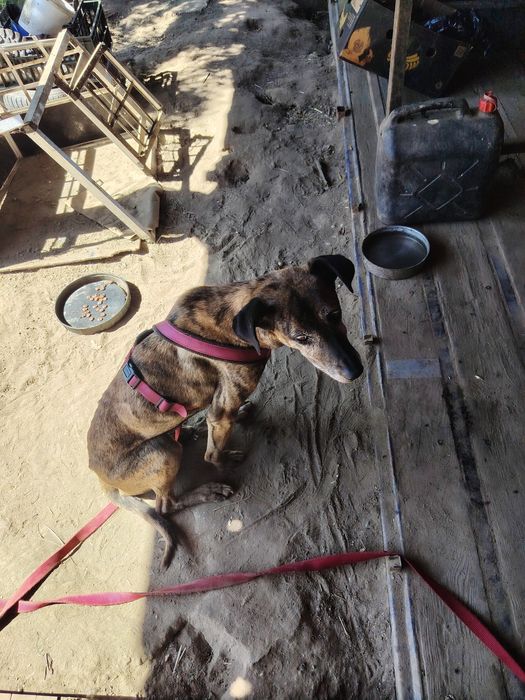 Câini pentru adopție