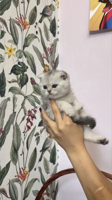 шотладские котята