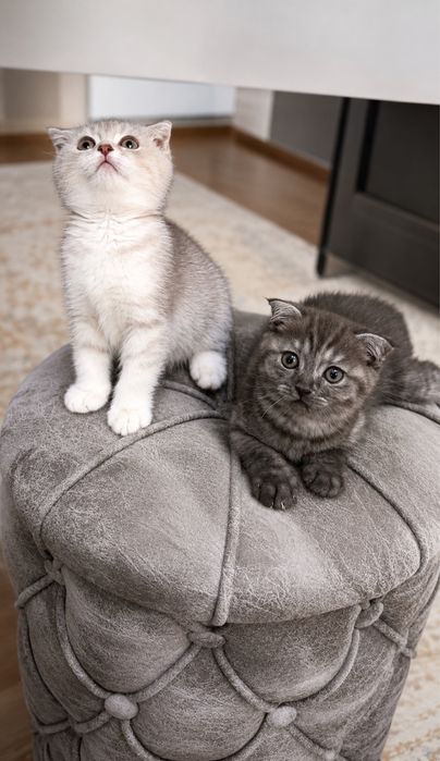 Котята серебристой шиншилы