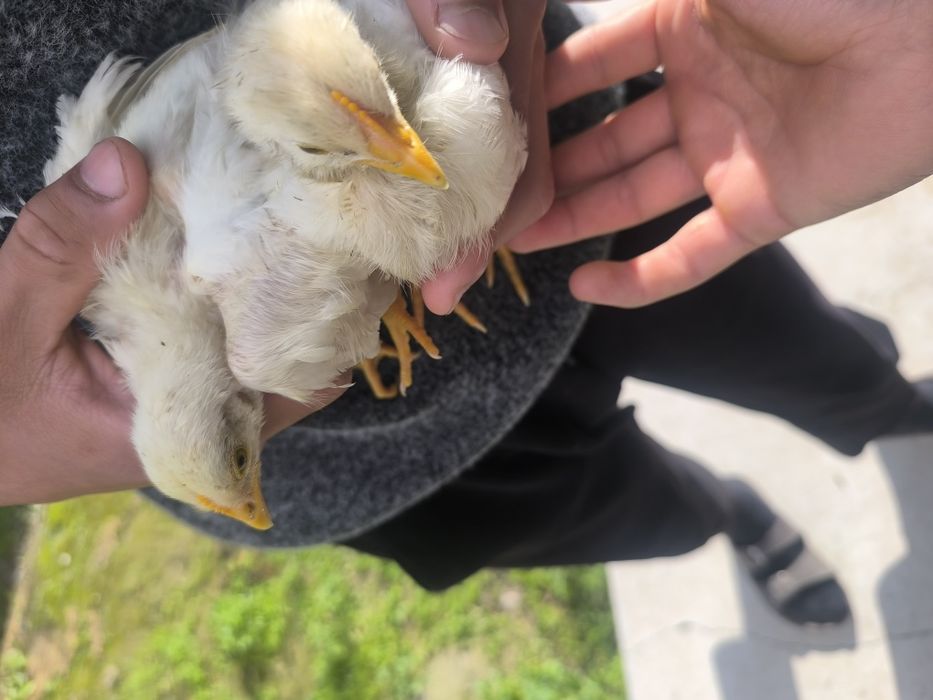 Joʻjalar yaxshi boqilgan soni chegaralangan ulgurib qoling soni 21ta