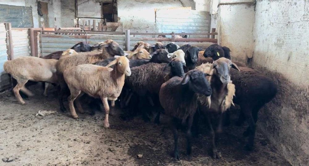 Продам овец на мясо