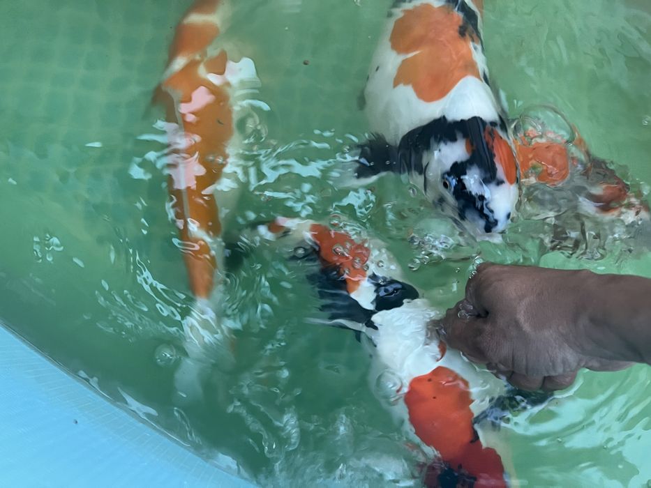 Кои рыба для пруда