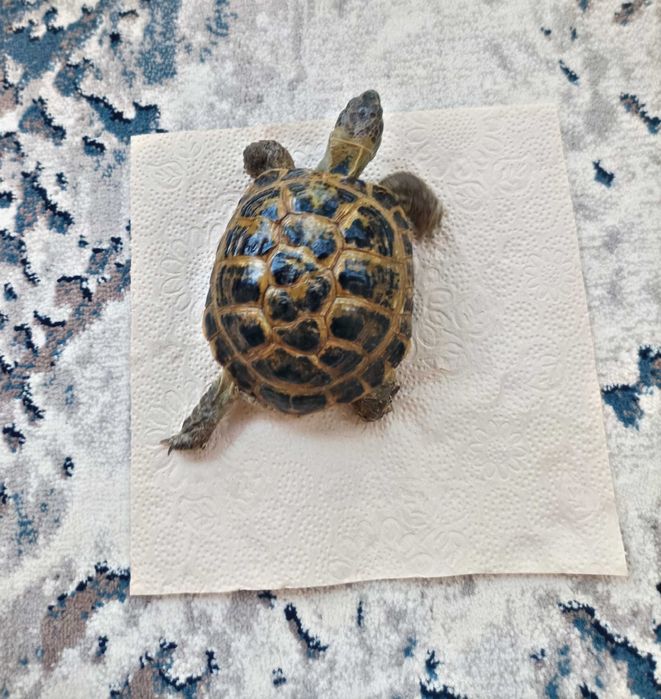 Toshbaqa sotiladi! (Продается Черепаха)