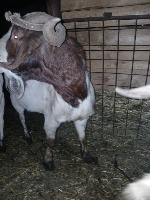 Vand 2 tapi frumosi si buni