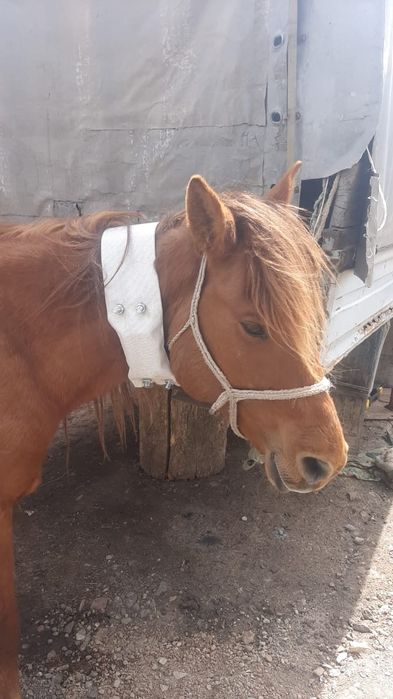 Жпс для лошадей!!жылқыға арналған ЖПС