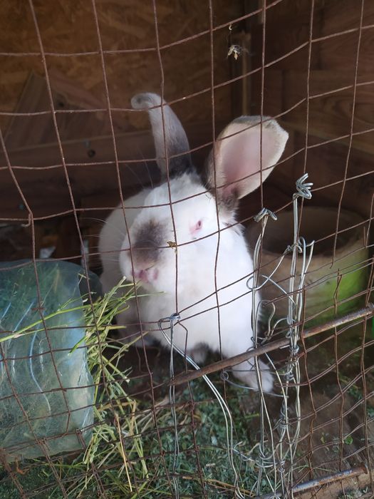 Продам Кроликов.