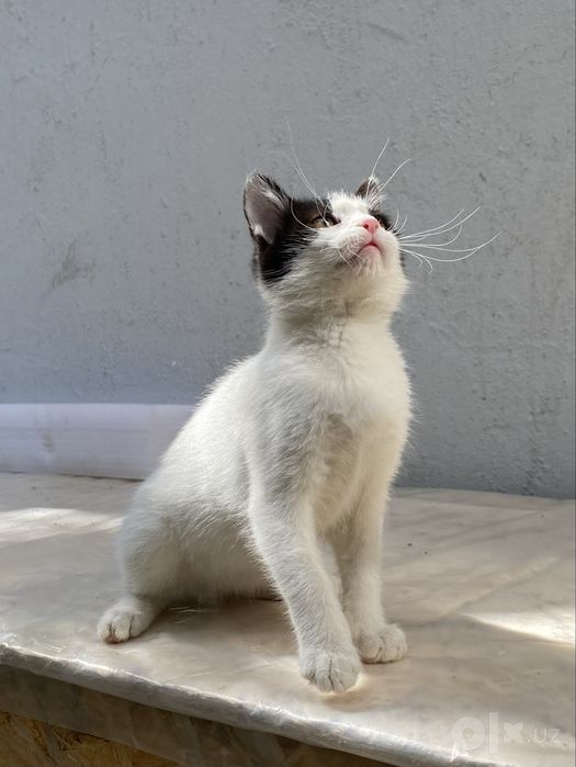 Котенок в добрые руки