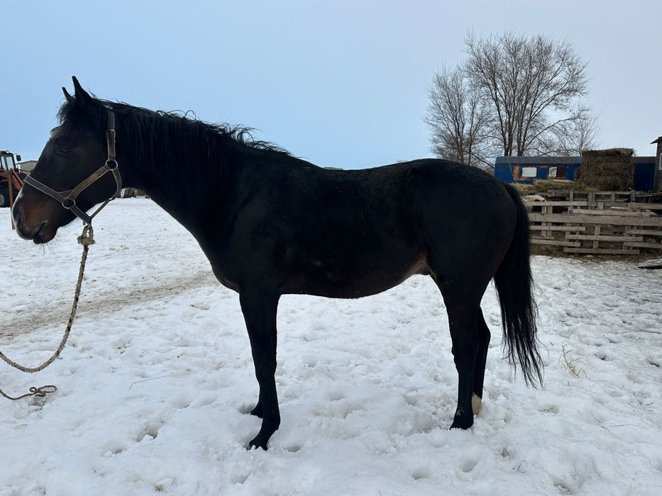 Продается чистокровный жеребец