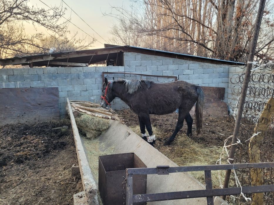 3 жасар байтал сатам