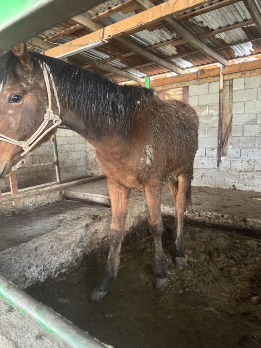 Семиз Тай Сатамын