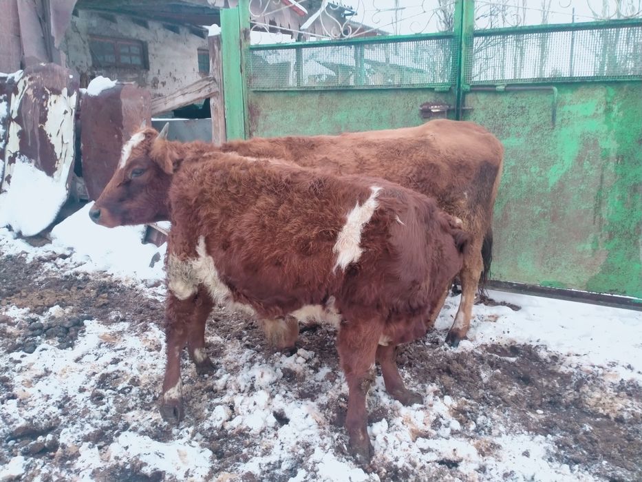 Подсос Бычок сатылады