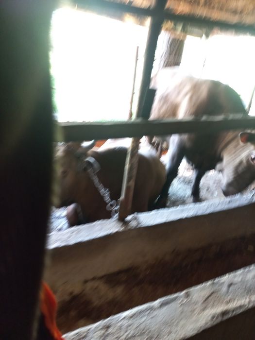 Buqalar sotiladi kelishilgan narxlarda