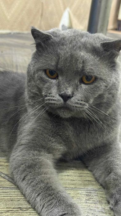 Scottish fold grey