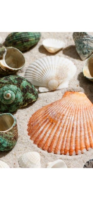 Набор морских ракушек.