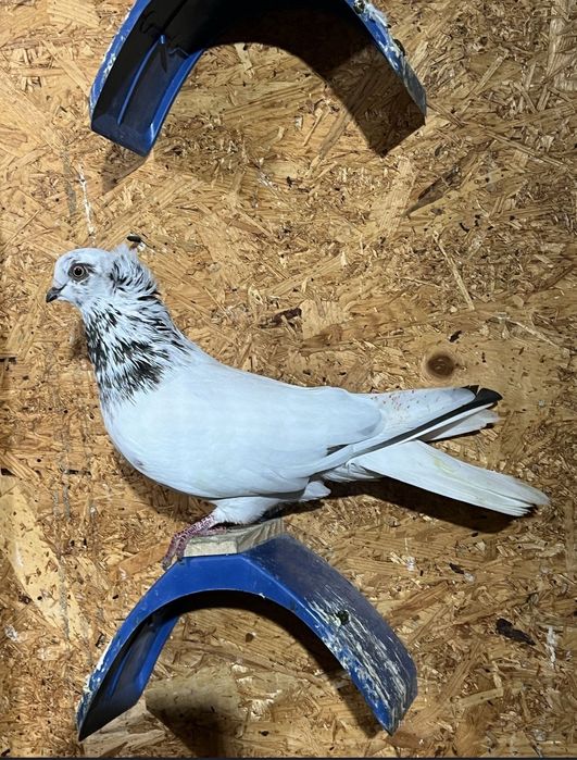 Vând porumbei jucători