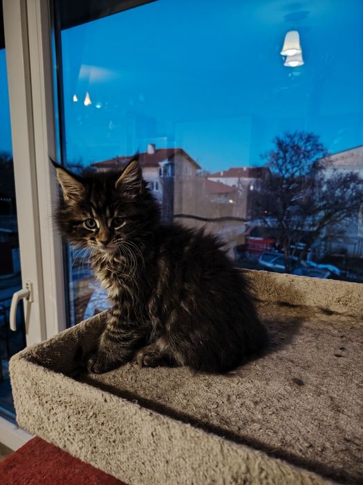 Мейн Кун, женско чистокръвно коте