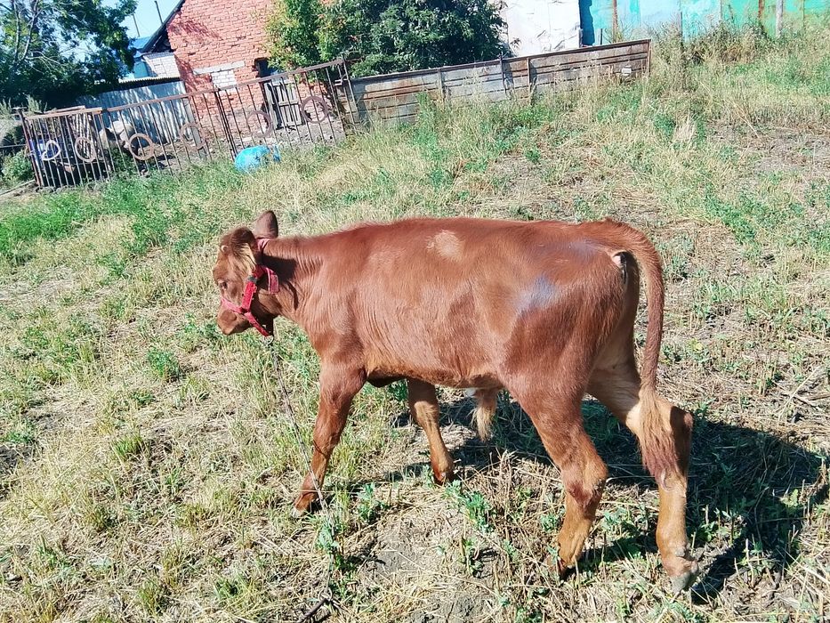 Продам бычка,, срочно
