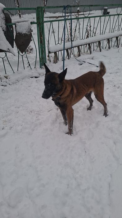 Белгийская овчарка малинуа