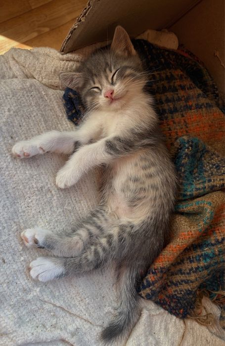Котята в добрые руки