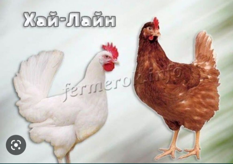 Jujalar bor donagayam sotamiz