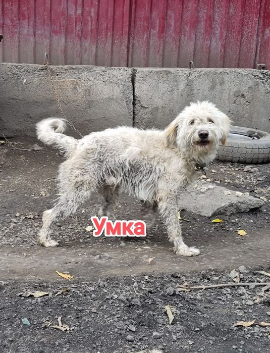 Дарю в добрые и ответственные руки