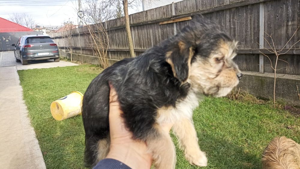 Adopție pui cătei talie mică.