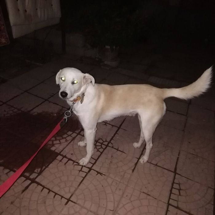 Пропала собака белая