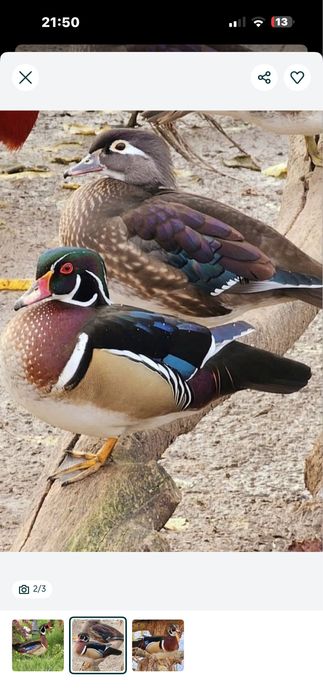 Vând rățuște exotice