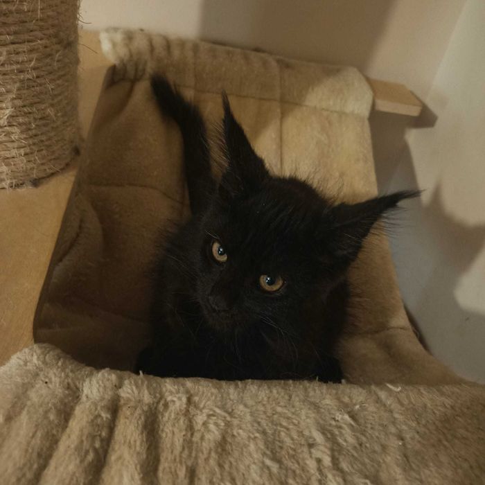 Мейн куун котенца