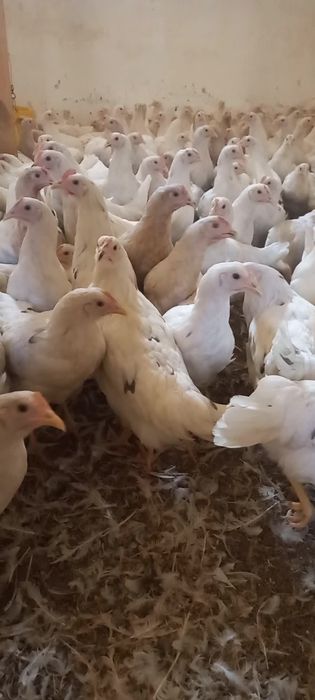 Несушка ломан сенди tuxum yoʻnnalishidagi firma oq  tovuqlari sotiladi