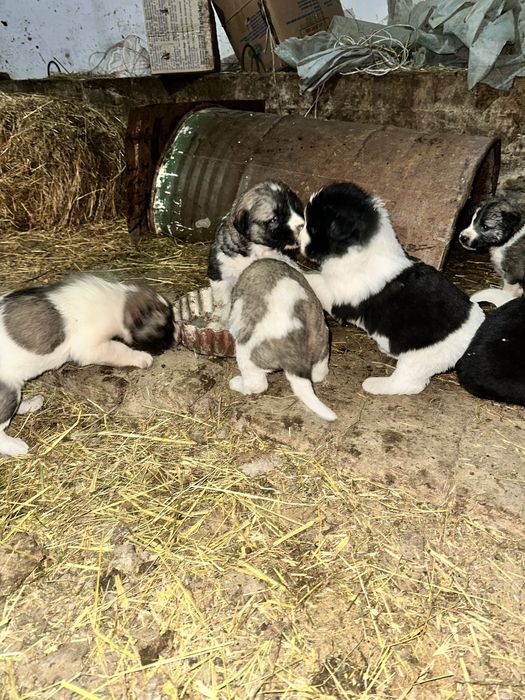 Алабай күшіктер