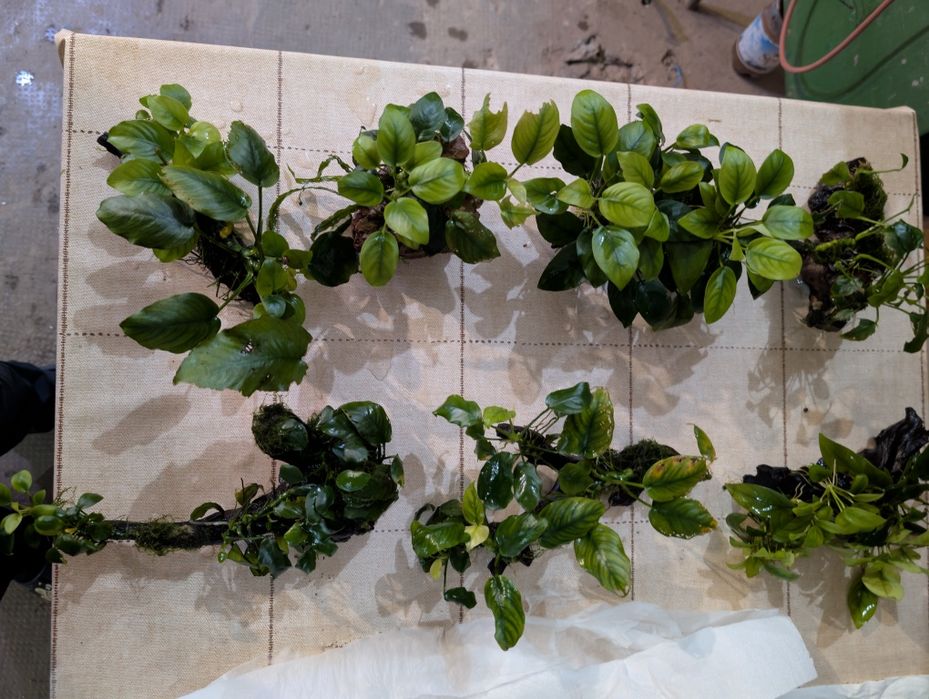 Acvarii ,pești ,cioate ,plante