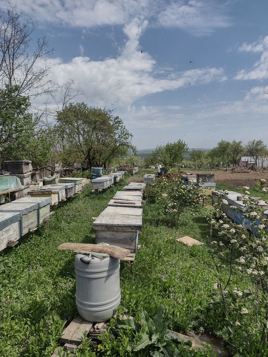 Vând familii albine .