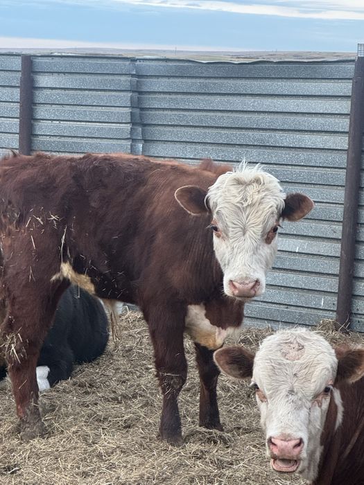 2 ақбас сатылады