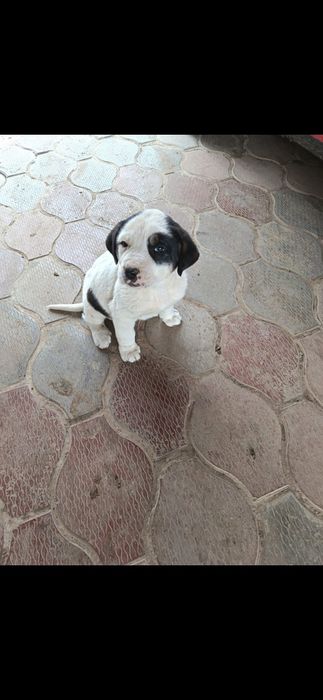 Алабай шатыс ит сатылады собака продается