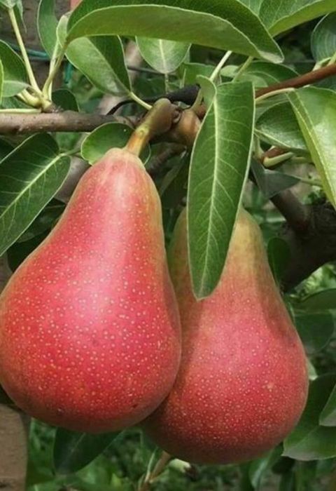 Nok ko'chatlari yangi sortlar