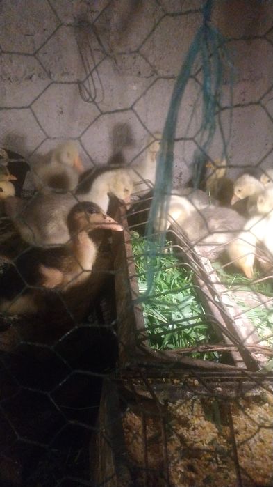 Boboci de rață Pekin