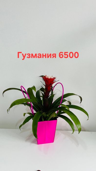 Комнатные цветы красивые,ухоженные